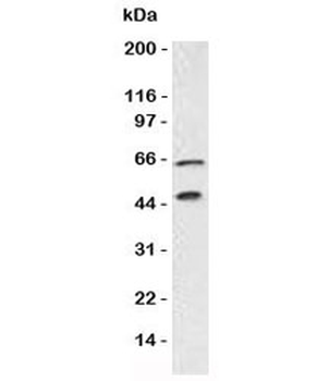 Chromogranin A Antibody