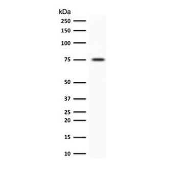 Moesin Antibody