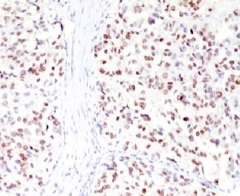 MITF Antibody