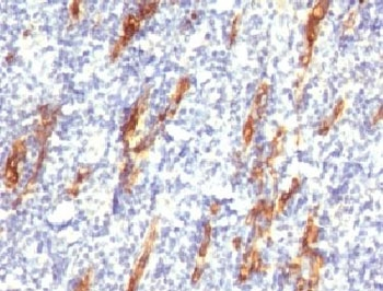 CD34 Antibody