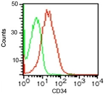 CD34 Antibody