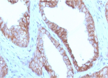CD47 Antibody / IAP