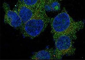 CD47 Antibody / IAP