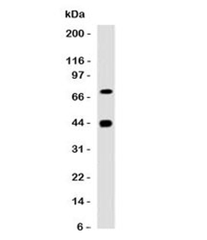 Muscle Actin Antibody (pan)