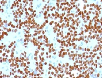 NKX2.2 Antibody