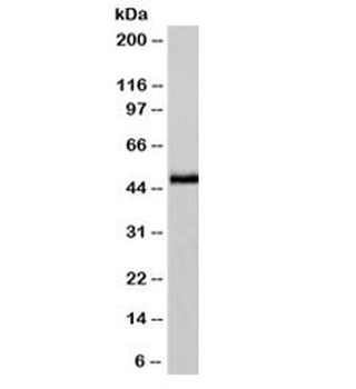NSE Antibody
