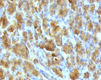 Elastase 3B Antibody