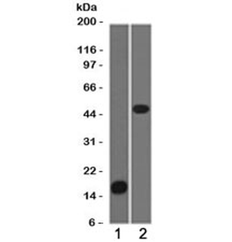 Adipophilin Antibody / Perilipin 2 / ADRP