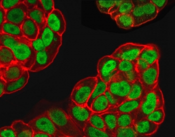 FOXA1 Antibody