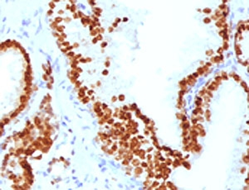 FOXA1 Antibody