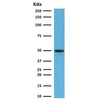 FOXA1 Antibody