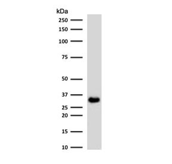 EpCAM Antibody (Extracellular domain)