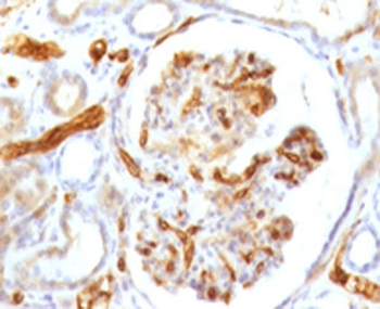 Adiponectin Antibody