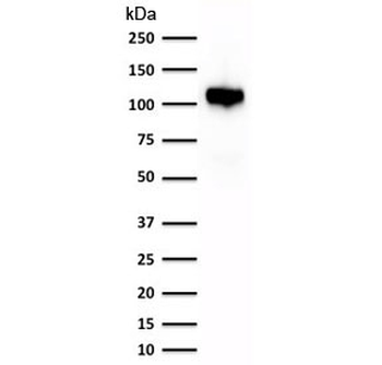 Cadherin 16 Antibody
