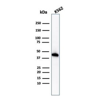 Glycophorin A Antibody