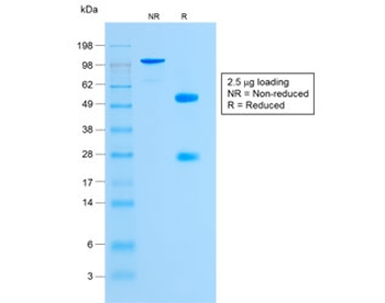 Glycophorin A Antibody