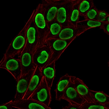 Histone H1 Antibody