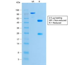 Histone H1 Antibody