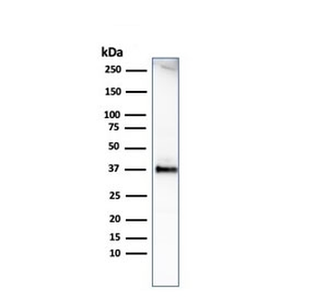 Histone H1 Antibody
