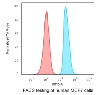 APE1 Antibody / APEX1
