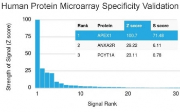 APE1 Antibody / APEX1