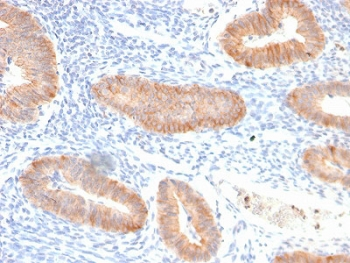 IL-10 Antibody