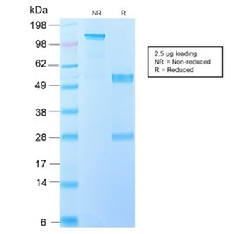 IL-10 Antibody