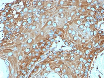 RPSA Antibody / 40S Ribosomal protein SA