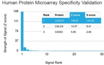 Galectin 1 Antibody / LGALS1