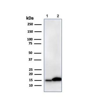 Recombinant Galectin 1 Antibody