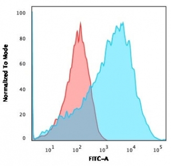 Neurofilament Antibody (-Heavy) / NF-H / NEFH