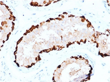 MAGEA4 Antibody