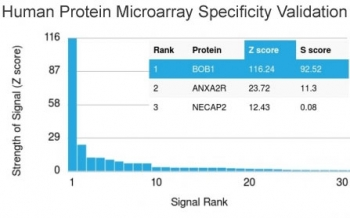 BOB1 Antibody
