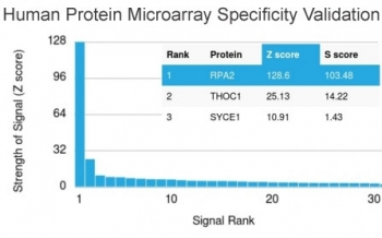 RPA32 Antibody / Replication Protein A2