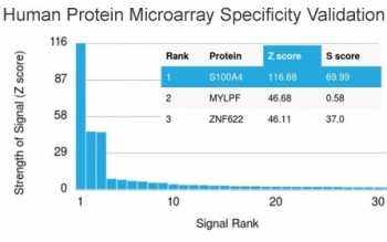 S100A4 Antibody / FSP1