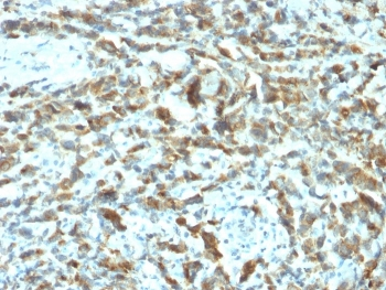 pS2 Antibody / TFF1