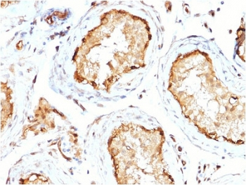 14-3-3 epsilon Antibody / YWHAE