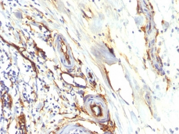 CD34 Antibody