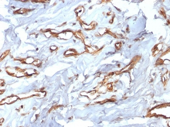 CD34 Antibody