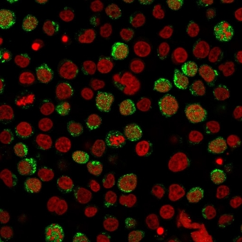 CD40L Antibody / TRAP / CD154