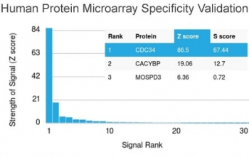 CDC34 Antibody / UBC3B