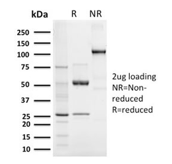 Recombinant Elastin Antibody
