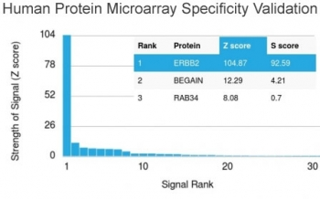 HER2 Antibody / ErbB2