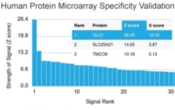GLO1 Antibody
