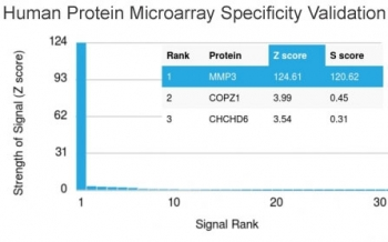 MMP3 Antibody