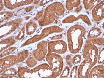 MTAP Antibody