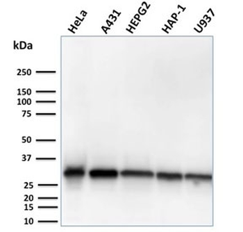 MTAP Antibody