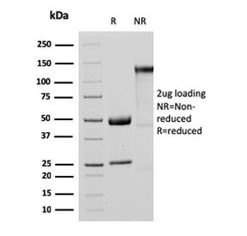 MTAP Antibody