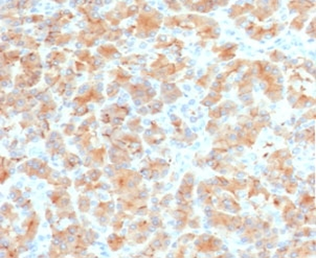 Recombinant Glycoprotein 2 Antibody / GP2 / ZAP75