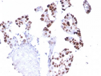 POLR2A Antibody / RNA polymerase II subunit RPB1